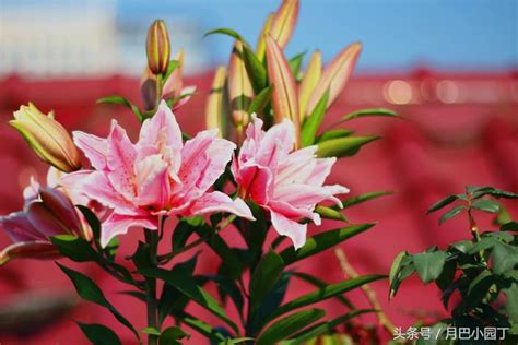 <strong>百合花谢了以后怎么处理来年再开（修剪、浇水和光照、冬季保护）</strong>