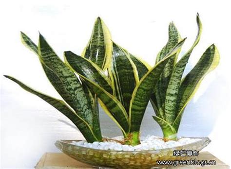 虎皮兰属于什么科（特征／栽培与繁殖／药用价值）