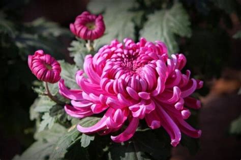 菊花的样子颜色气味其他，外观／颜色／气味
