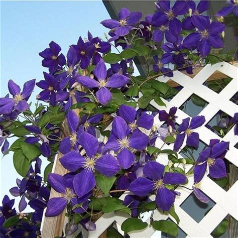 铁线莲花期长吗（花朵特点／生长环境／养护方法）