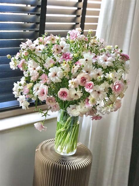 蝴蝶洋牡丹的花语，蓝色的蝴蝶洋牡丹／粉色的蝴蝶洋牡丹
