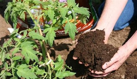 观叶植物用什么肥料好（肥料类型／施肥方法／注意事项）