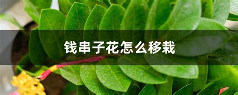 钱串子花怎么移栽，准备工作／移栽过程／注意事项