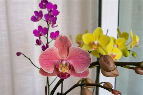 <strong>蝴蝶兰什么时候开花哪个季节（秋季开花／冬季开花／其他季节）</strong>