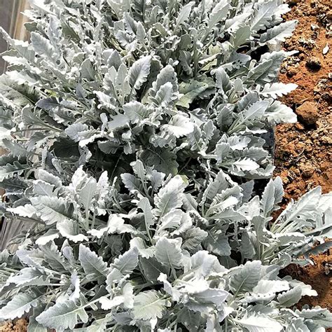 银叶菊耐寒多少度，耐寒温度、在不同温度下的特点、总结
