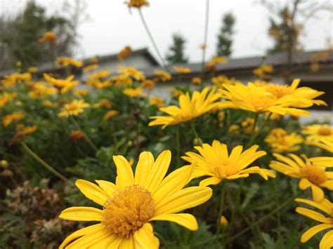 路边长得像小雏菊的花，美丽的花海、繁花似锦、花海中的小幸福