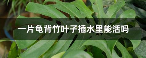 一片龟背竹叶子插水里能活吗（水中生存的条件、水培养殖的方法）
