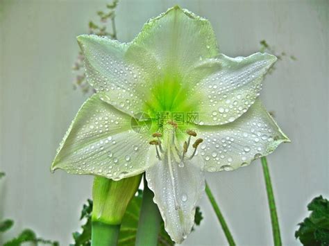 象征高雅脱俗的花，莲花／兰花／牡丹花