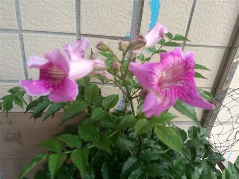 像喇叭花一样的藤蔓植物（外观／生长环境／养护方法）