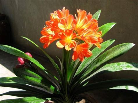 什么样的君子兰最名贵（纯白花色、多花蕾、珍稀品种）