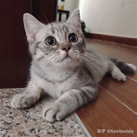 狸花猫和银渐层配出来是什么（外貌特征／性格特点／健康状况）