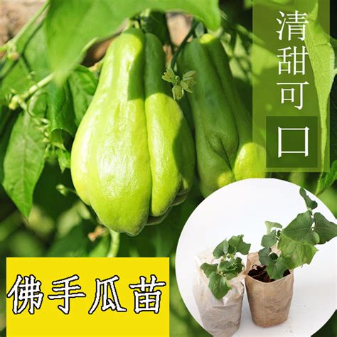 佛手瓜一年四季都有吗（春季、夏季、秋季）
