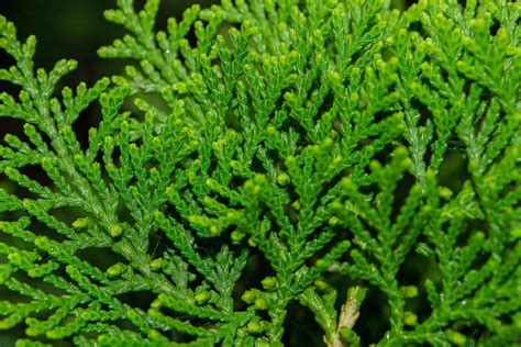 侧柏叶生发的最佳用法（泡水用法、煎煮用法、外用敷料）