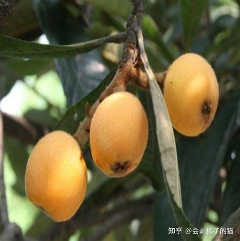 枇杷产地哪里最有名（浙江绍兴、福建福州、湖南岳阳）