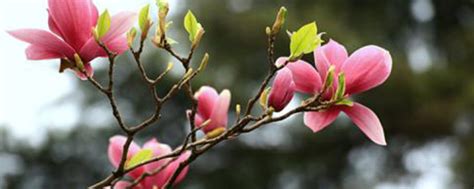 玉兰花可以盆栽吗（根系／盆栽限制／最佳生长环境）