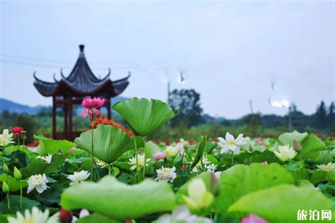 荷花在几月开放，开放时间、花朵特点、生态价值