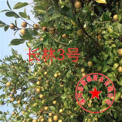 茶油树苗在哪里买，农资市场／农林局／苗木批发市场