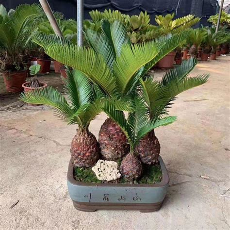 铁树如何修剪最好（时间、工具、方法）