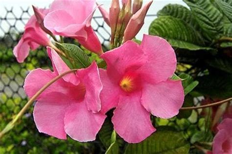 飘香藤什么时候开花（开花季节／花朵特点／栽培方法）