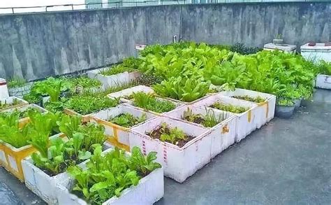 为什么不能用泡沫箱种菜吃，泡沫箱的材质特性、种植环境的要求