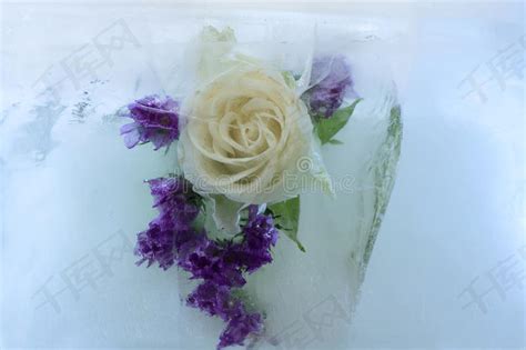 玫瑰冷冻过后会怎样，冷冻后的玫瑰花瓣变得脆弱／颜色变得暗淡