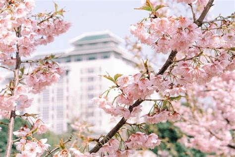 哪里的樱花最出名