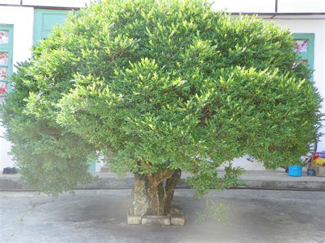 黄杨树有几个品种（（Buxussempervirens））
