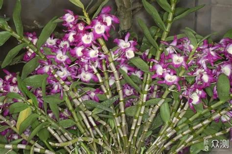 哪种石斛一年四季都开花（四季绽放的美丽／适应力强的生长环境）