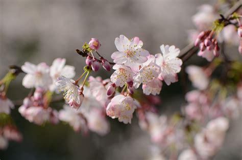 春天里有哪些花开放（樱花、郁金香、牡丹）