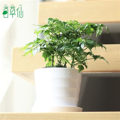 室内盆栽幸福树怎样保养（选择合适的光照／适当的浇水／定期修剪）