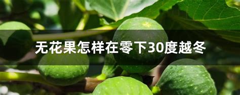 无花果怎样在零下30度越冬，抗寒性强／落叶保护／地下部分越冬