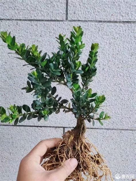 龙鳞黑珍珠黄杨（龙鳞黑珍珠黄杨／生长环境／药用功效）