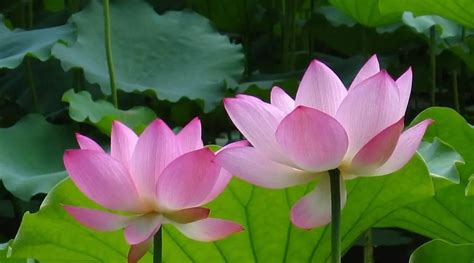 荷花代表什么爱情暗示（花语／形态／传说）