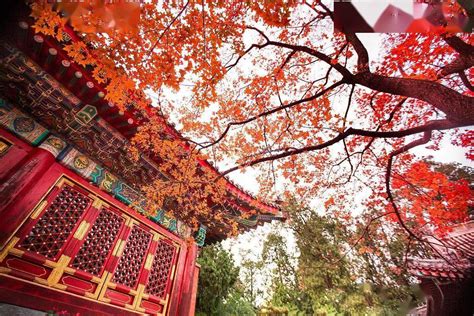香山红叶渐入最佳观赏期，红叶如火般绚烂／阴阳交替，美景更迷人