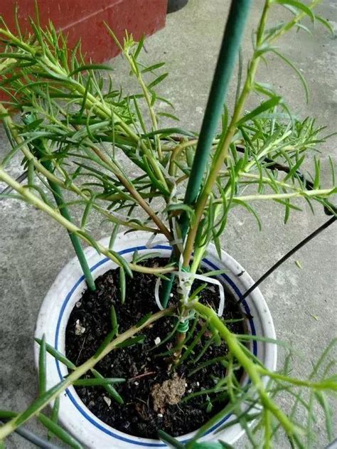太阳花嫁接用什么砧木（砧木选择的重要性／常用的砧木）