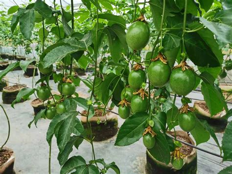 百香果的种植及生长条件，生长环境／土壤要求／种植方法