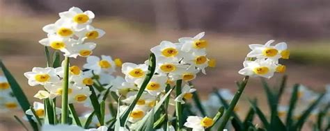 12月开什么花，梅花、水仙、茉莉花