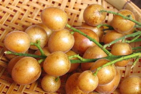蛇皮果是什么季节的水果，季节性／营养价值／结语