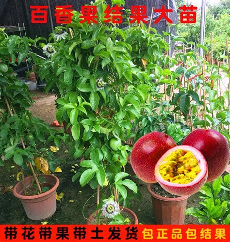 百香果苗哪个品种好（紫皮百香果苗、黄皮百香果苗、红皮百香果苗）