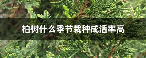 柏树什么季节栽种成活率高，春季、秋季、其他季节