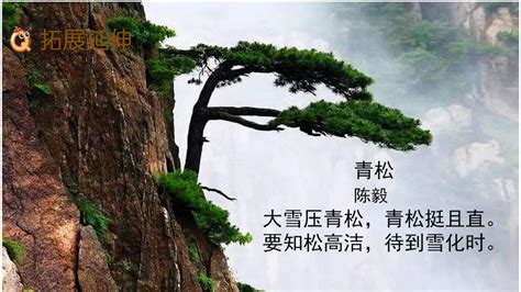 赞美松树的短语，坚韧／永恒／医疗价值