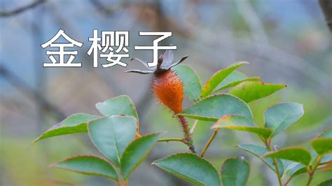 金樱子怎么吃效果好，选择成熟的金樱子／清洗金樱子