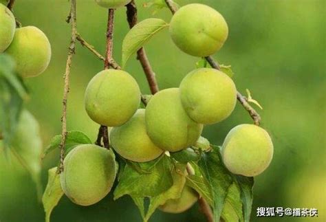 青梅哪里产的比较好（山东临沂／浙江杭州／四川眉山）