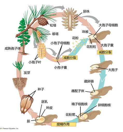 松子有壳为什么是裸子植物（结构、生殖方式、意义）