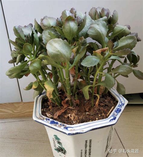 长寿花花期用什么肥料最好，适量的氮肥／磷肥的补充