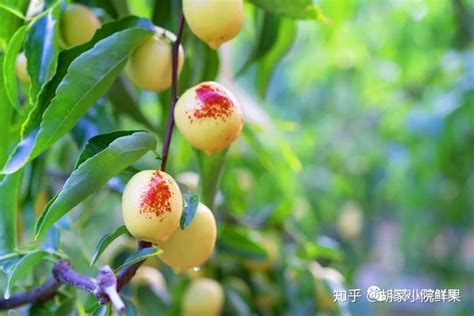 冬枣什么季节上市（特点／营养价值／食用方法）