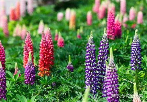 世界上最耐寒的花（生长环境、特点、生态意义）
