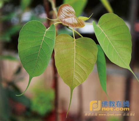 无忧树和菩提树区别（形态差异／特性差异／象征意义差异）