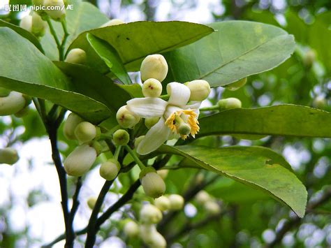 柚子树开花时间，柚子树的开花时间、开花对柚子树的影响