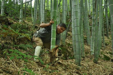 100亩毛竹一年利润多少，种植情况、市场需求、生产成本